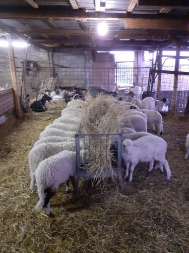a herd of sheep eating hay in a barn at Agriturismo Codula Fuili in Cala Gonone