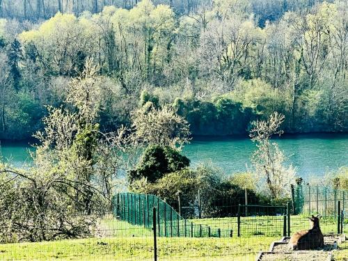 an animal standing in a field next to a river at résidence belle vue in Fontaine-le-Port