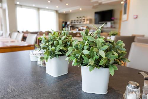 un grupo de plantas en macetas sentadas sobre una mesa en Hotel Ísland - Comfort, en Reikiavik