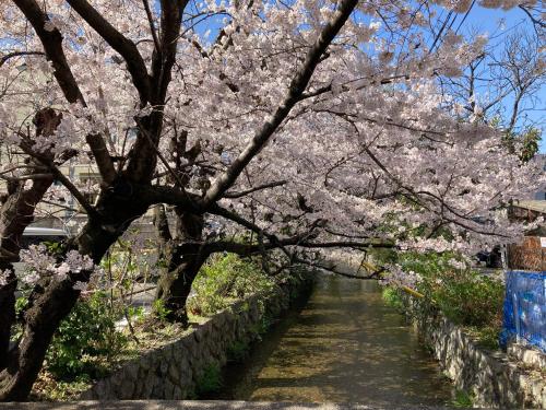 a cherry tree with pink flowers on a path at Genji Kyoto, a Member of Design Hotels in Kyoto
