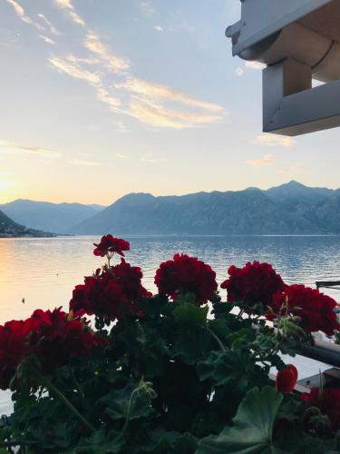 a bouquet of red roses in front of the water at Apartments Dijana in Kotor