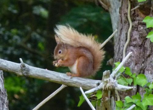 a squirrel sitting on a tree branch eating a nut at Weston Manor in Freshwater