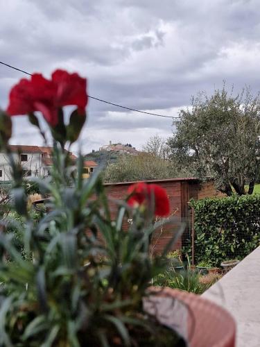 a red flower in a pot in a garden at Apartman Sandro in Motovun