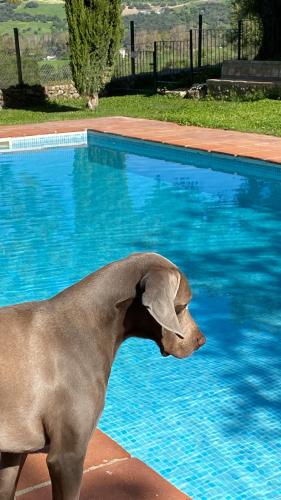 a dog is standing next to a swimming pool at Casa Rural El Vihuelo in El Bosque