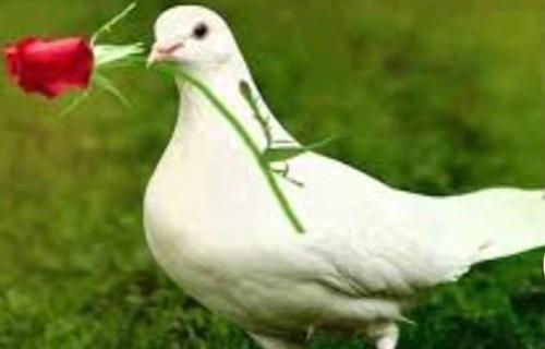 a white bird holding a red rose in its mouth at Au pied de la tour Eiffel Trocadéro in Paris