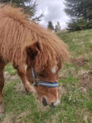 a pony with long hair grazing in a field at Apartament Górski u Papierzy Sauna, Jacuzzi, SPA in Witów