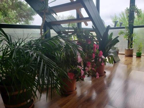 Zahrada ubytování Tango B&B