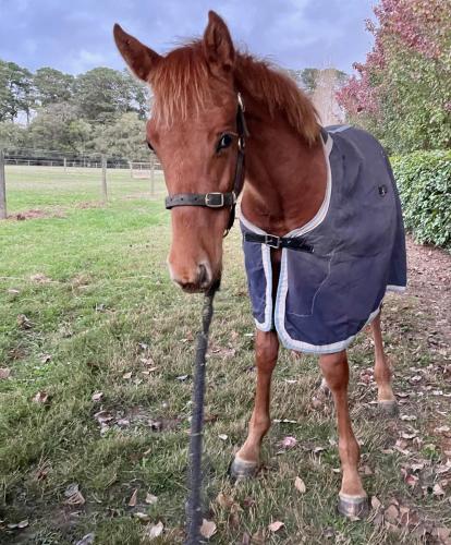 a horse wearing a jacket standing in a field at Farm Stay POPLAR Cottage at Wilindi Estate in Tyabb