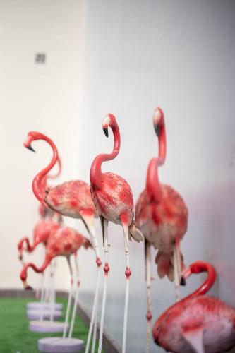 Altri animali domestici presso l'hotel o nei dintorni