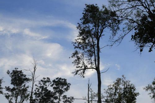 a group of trees with the sky in the background at HOME HOSTEL ELLA private rooms only in Ella