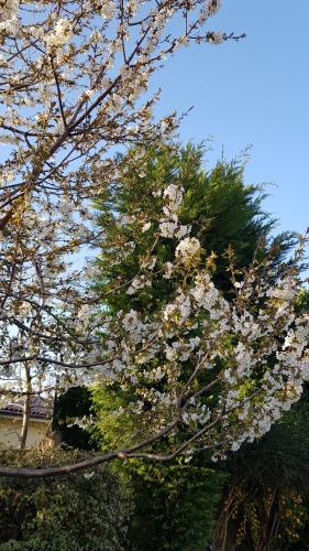 a flowering tree with white flowers on it at Chambres d'hôtes La Dorgisane in Venterol