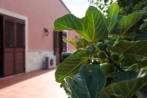 a tree with green leaves in front of a house at Sicily Country House & Beach in Catania