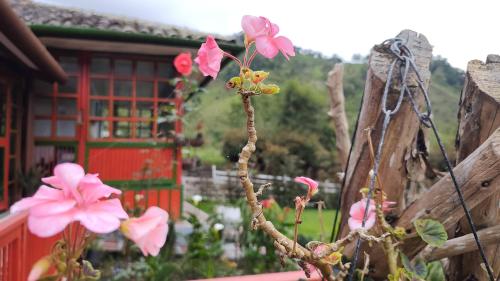 a plant with pink flowers in front of a fence at Ecohotel Pinohermoso Reserva Natural in Salento