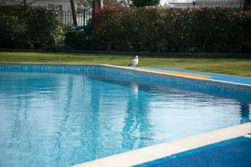a bird sitting on the edge of a swimming pool at 51 Lytchett Bay View, 3 bed, Rockley Park Poole in Poole