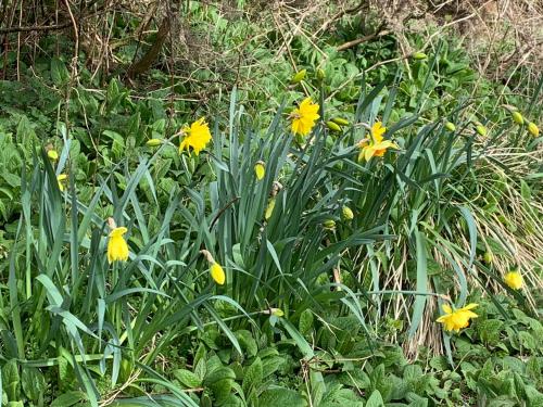 a bunch of yellow flowers in a field at Tanllan Apartment in Callander