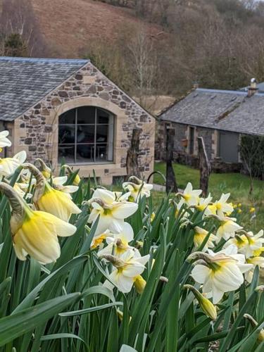 a bunch of yellow and white flowers in a yard at Woodmill Arches - Designer Barn Conversion for Two in Lindores
