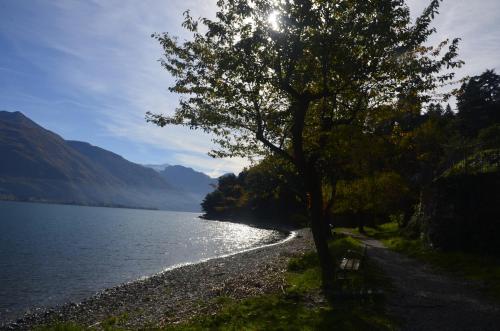 a tree and a bench next to a lake at AnMa Cottages The Secret Garden in Pianello Del Lario