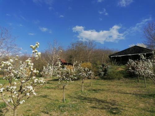 a group of trees in a field with a barn at Baranja Black Hill's in Gajić
