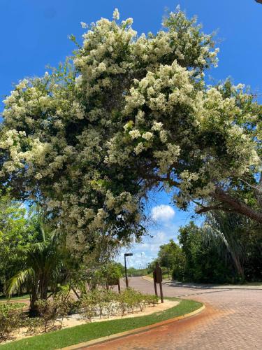 a large tree with white flowers on a road at Costa do Sauipe Casa dentro do complexo hoteleiro in Costa do Sauipe