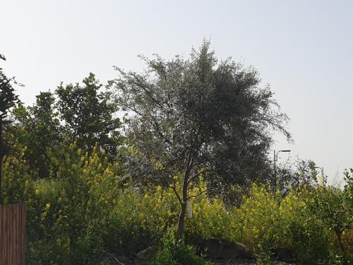 a tree in the middle of a field at אביב יחידות אירוח in Gonen