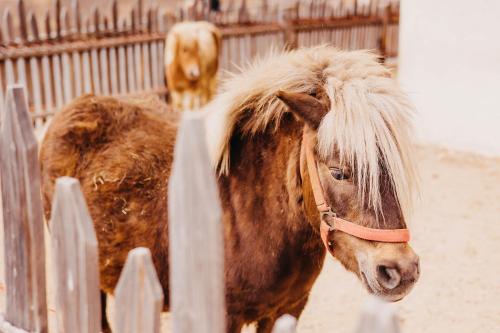 a brown pony with blonde hair standing next to a fence at Familienhotel Huber in Valles