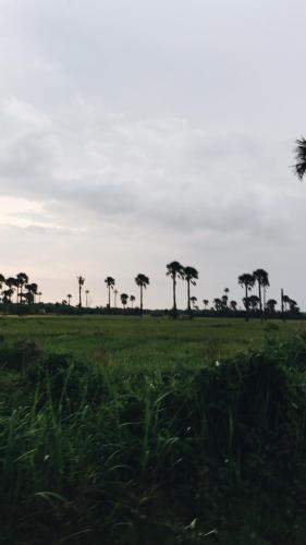 a field with palm trees in the distance at The BeachHouse Tanjung Lesung in Cipakus