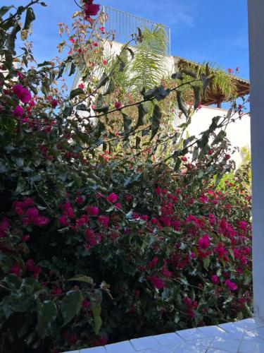 a bunch of pink flowers in front of a building at RIAD OASIS D'ASILAH in Asilah