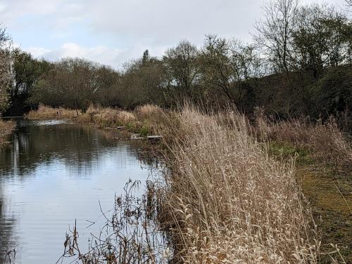 a body of water with some tall grass next to it at Peacock Lake Glamping in Nottingham