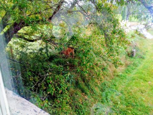 an overhead view of a bush with a horse in it at Rustic House with Mountain View in Ambjörby in Stöllet