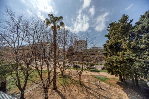 a palm tree in a park with a building in the background at barapartman_centar in Bar