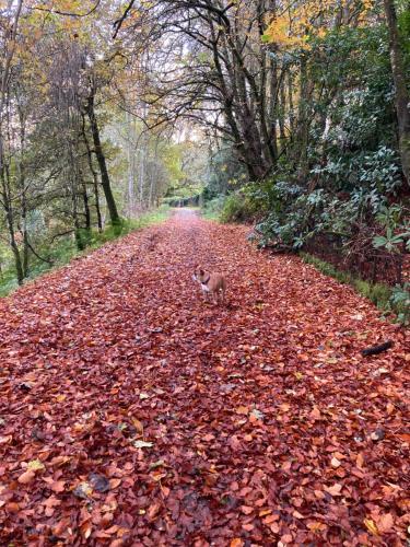 a cat walking down a road covered in leaves at Balmridge House, Loch Ness, Bed & Breakfast in Drumnadrochit