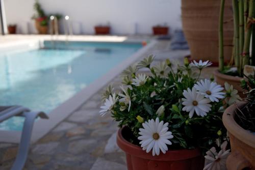 a bunch of flowers in a pot next to a swimming pool at Nicola's Apartments in Kassiopi
