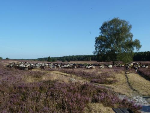a herd of animals grazing in a field at Ferienwohnung Vogelsang in Undeloh