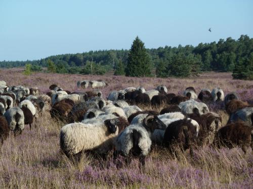 a herd of sheep grazing in a field at Ferienwohnung Vogelsang in Undeloh