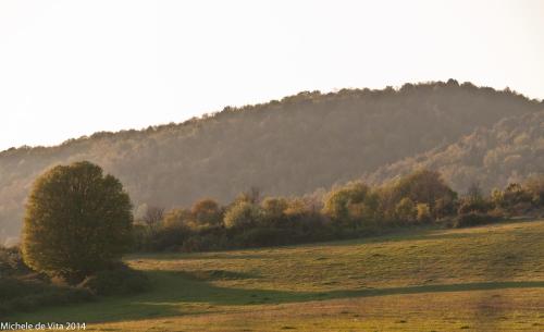 a tree in a field with a mountain in the background at Bed and breakfast Coppadicuocobb in Mattinata