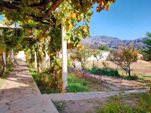 a pergola covered in vines with a pathway at El Convento de Tilcara in Tilcara