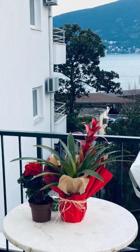 a table with a potted plant on a balcony at Solar Apartments in Herceg-Novi