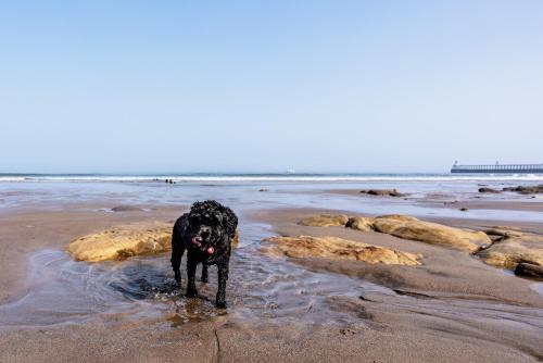a black dog standing in the water on a beach at La Rosa Hotel in Whitby