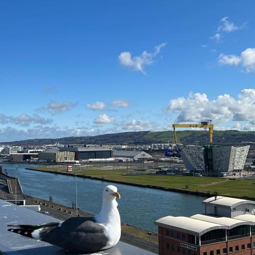 a seagull sitting on the ledge of a building next to a river at James Clow Bed & Breakfast in Belfast