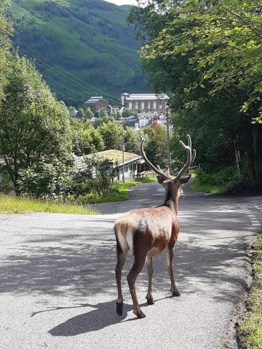 a deer standing in the middle of a road at Riverside Pod, West Highland Way Holidays in Kinlochleven