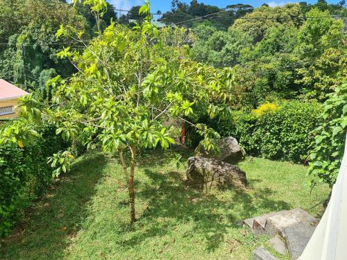 a small tree in the yard of a house at Charming house with sea view in Souvenir - 200 m² - Terrace in Misere