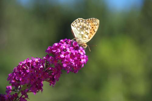 a butterfly sitting on top of a purple flower at Pension Schneerose - Wildschönau - PREMIUM CARD im Sommer in Wildschönau