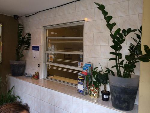 a kitchen with a window and a potted plant at Hotel Victor in Montreal