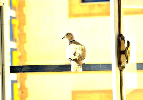 a bird sitting on the ledge of a building at Appart, Hotel & Café Agadir in Essaouira