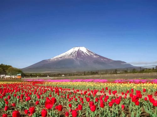 a field of flowers with a mountain in the background at Yamanakako Pension Pause in Yamanakako