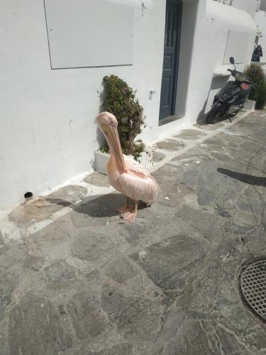 a pink flamingo standing on a stone sidewalk at Octopus Blue in Mýkonos City