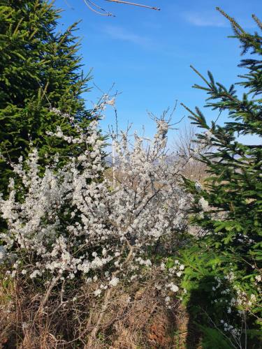 a bush of white flowers in the middle of two trees at Holiday Home Modruš in Modruš