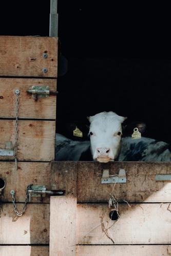 a cow sticking its head out of a window at Langwies Genussherberge in Hallein