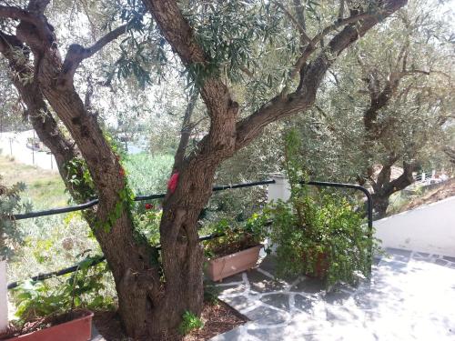 a tree in a garden with some plants at Adam's House in Achladies