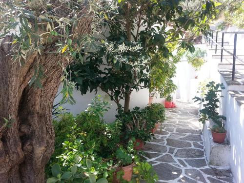 ogród z doniczkami i drzewem w obiekcie Adam's House w mieście Achladies